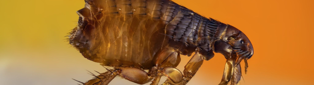 Infestação de Pulgas  24 HORAS